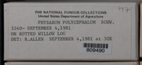 Physarum polycephalum image